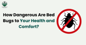 How Dangerous Are Bed Bugs to Your Health and Comfort?