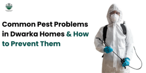 Common Pest Problems in Dwarka Homes & How to Prevent Them